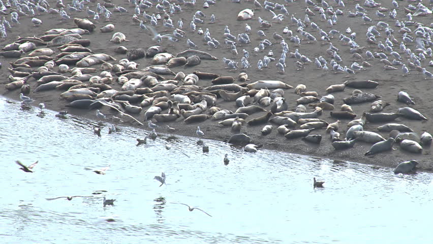 Sea gulls and harbor seals on a sand bar haul out at the mouth of the Russian River, Sonoma County, California, as seen from the high cliffs above Jenner.