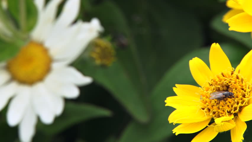 Rack focus from healthy, happy flies on a yellow blossom to a not-so-happy fly or two stuck looking most unhealthy in a spider's web in a patch of wildflowers and daisies.