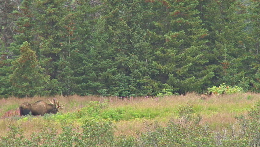 Two bull moose, velvety antlers and all, browse in a meadow by a stand of spruce trees.