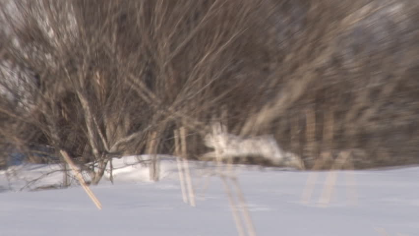 A snowshoe hare bounds along the verge of leafless alders in the snow. Slow motion, tracking shot. 