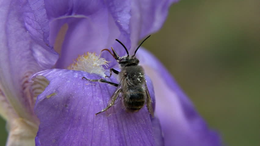 Small fuzzy bee apparently had too much, tries to clean proboscis, and falls off the purple iris.