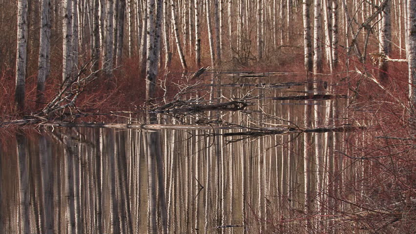 A birch forest, bereft of leaves in early spring,white mottled trunks reflecting in the rippling waters of a woodland pool.