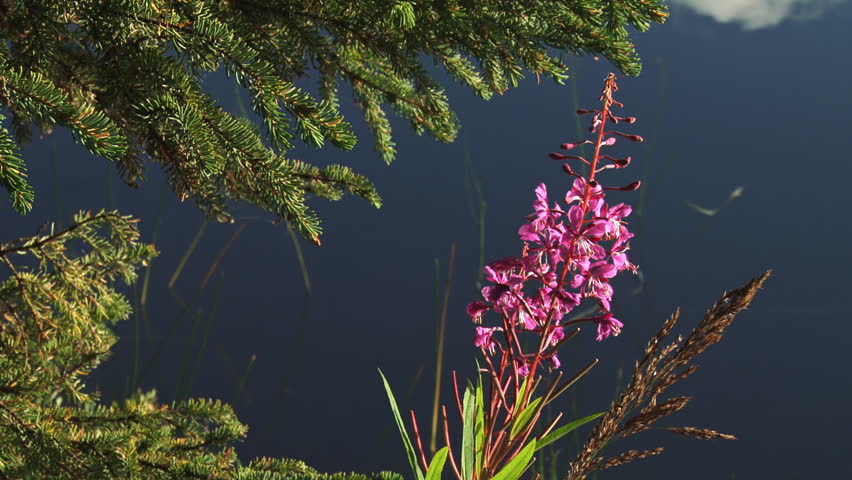 Fuzzy bumblebee (or fat honeybee) making its rounds, collecting nectar from fireweed growing by an Alaskan lake in the afternoon.
