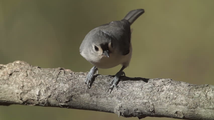 A Tufted Titmouse (Baeolophus bicolor) perches on a tree limb in Autumn.