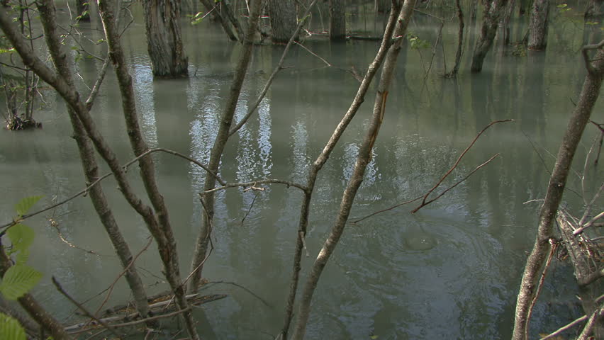 Whirlpool Swirling in Glacial Forest Floodplain