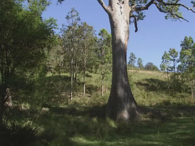 gum tree - tilt up