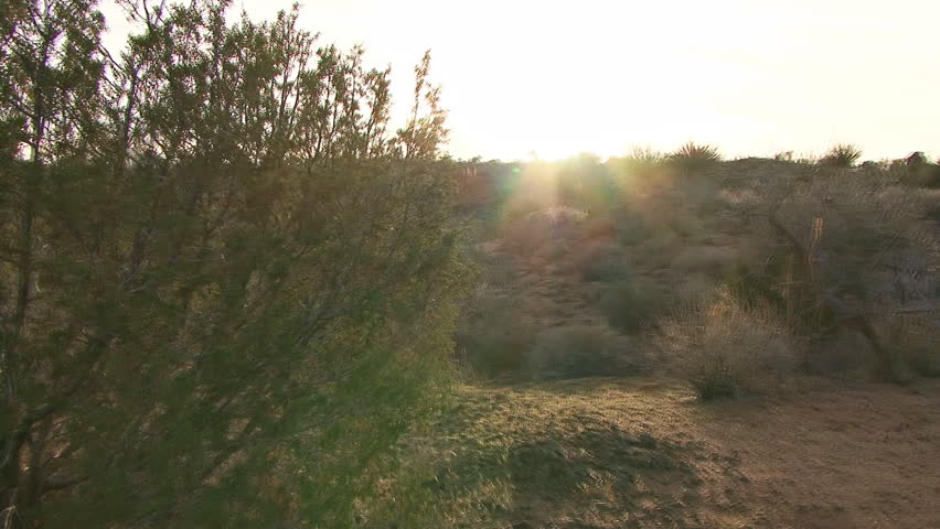 Glidecam walkabout in the Sonoran desert (Arizona) at sunset, by and around a prominent creosote bush, ending with a vista of open desert.