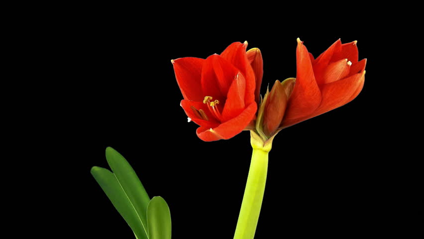 opening flower amaryllis time lapse isolated with chroma key