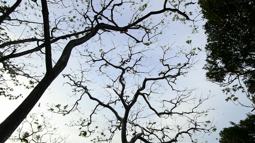 Wide shot large flock of birds perched in treetops and flying overhead / Pacheca island, Las Perlas archipelago, Panama, Central America