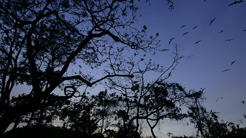 Wide shot large flock of birds perched in treetops and flying overhead / Pacheca island, Las Perlas archipelago, Panama, Central America