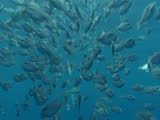 shoal of oceanic trigger fishes
