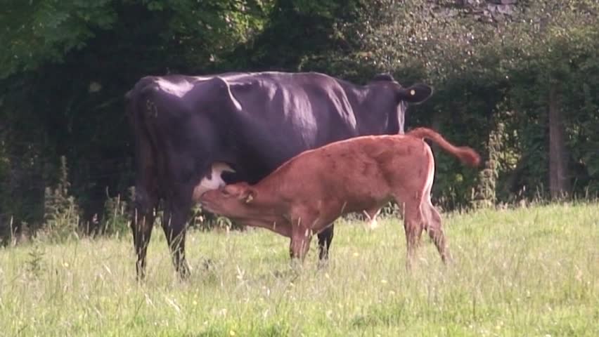 A calf drinks from its mothers udders.
