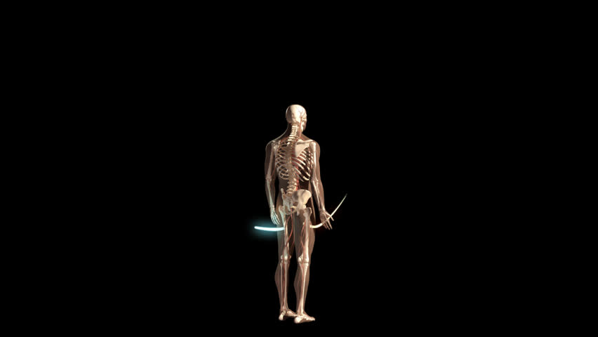 3D video involving half a clockwise rotational visualisation of human man anatomical model showing full body skeleton, nerves and coloured lines moving against black background