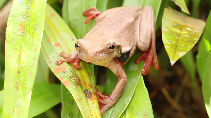 Suriname Golden-eyed Treefrog (Trachycephalus coriaceus) on the leaves of an epiphytic orchid in the rainforest understory, Ecuador