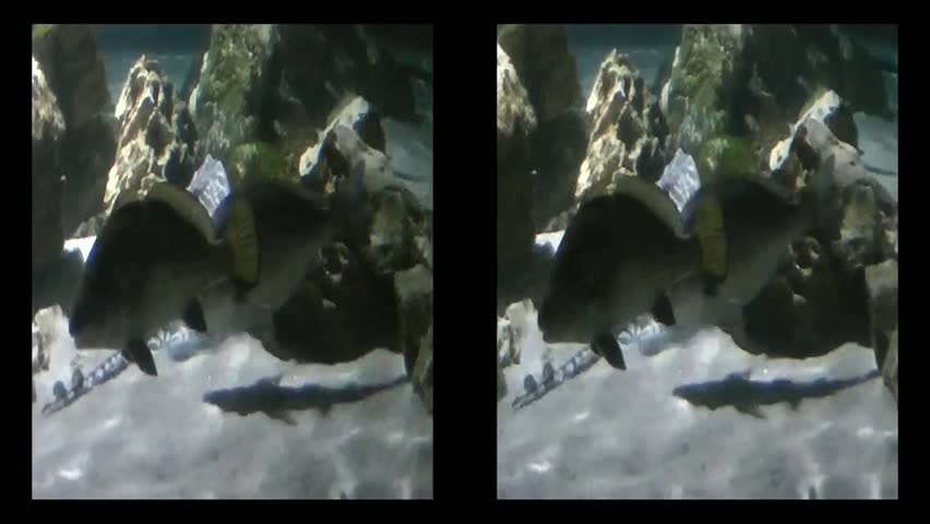 Real 3D - Stingray and fish