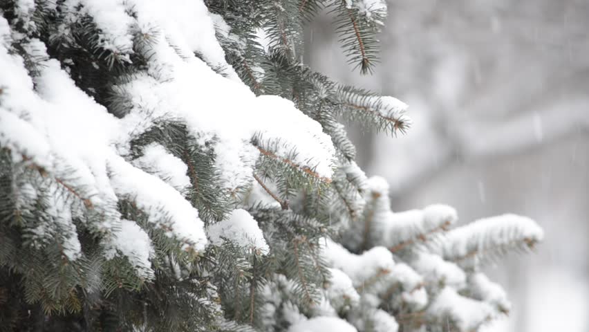Blizzard