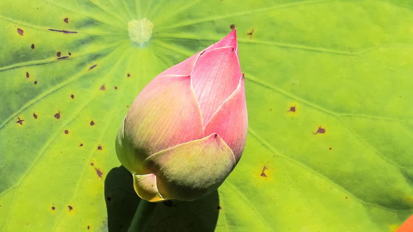 Lotus Wind/Lotus rocked by the wind