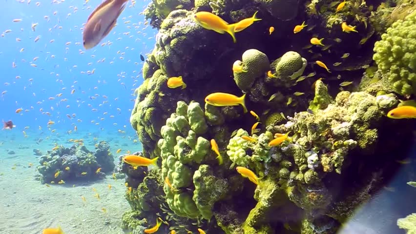Beautiful goldfish in the reef