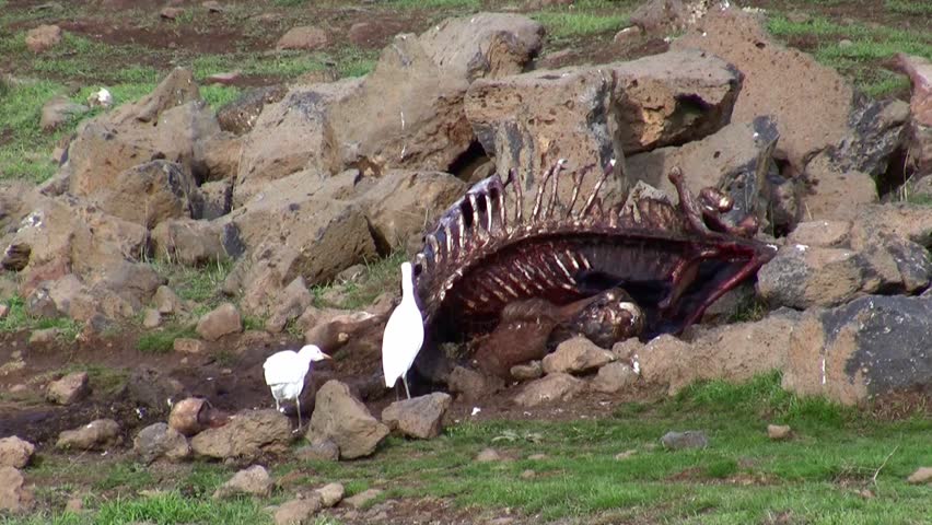 White egrets eat maggots from carcass. Swarms of maggots crawl in the carcass.
