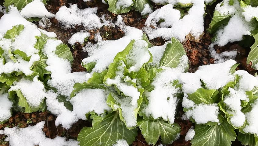 bok choi field after snow