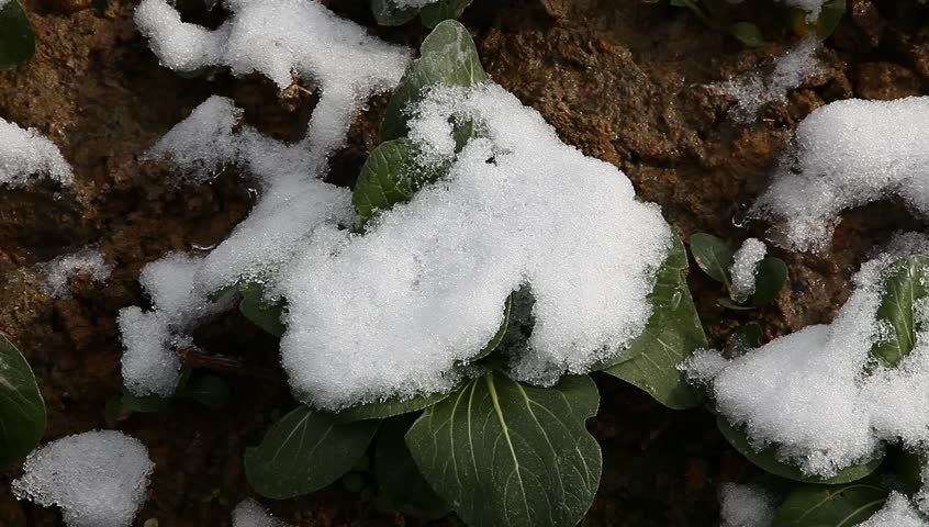 bok choi field after snow