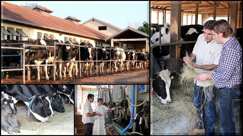 Dairy Farm.
Montage collection of images showing milk production and dairy farming. HD1080p.
