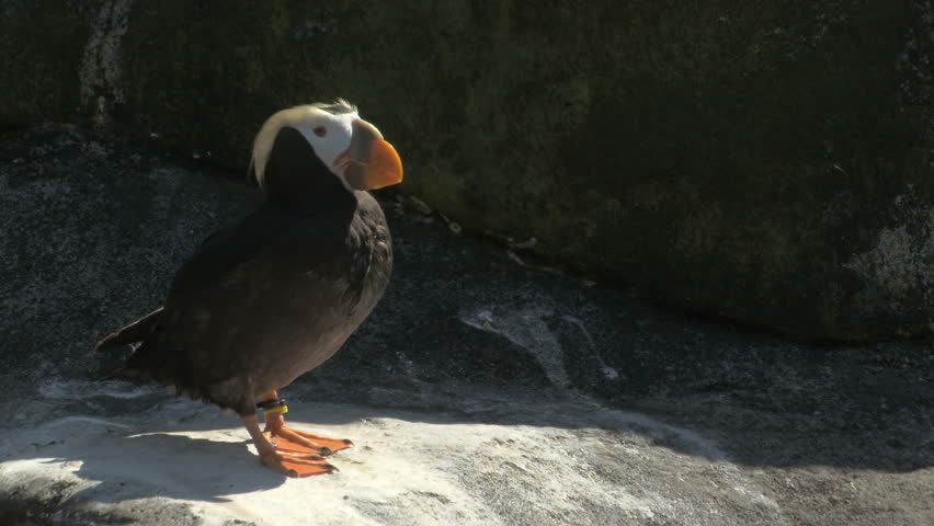 Tufted Puffin (Fratercula cirrhata) preening.