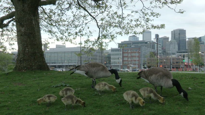 USA, Washington, Seattle, South Lake Union Park family of Canada Geese, (Branta canadensis) feeding in front of the Seattle skyline.