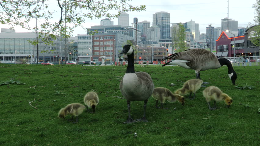 USA, Washington, Seattle, South Lake Union Park family of Canada Geese, (Branta canadensis) feeding in front of the Seattle skyline.