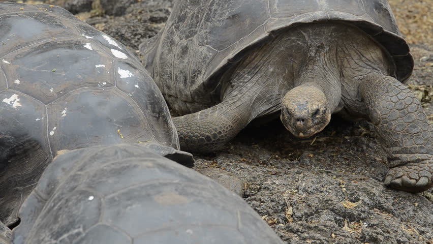 Galapagos Islands Ecuador fabulous Giant Tortoises with shells on Santa Cruz Highlands South America