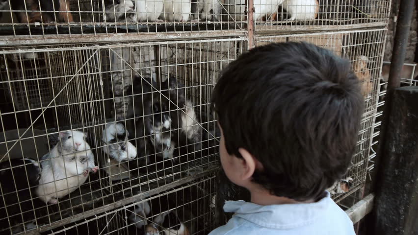 Kid Giving Guinea Pigs Alfalfa Herbs for Feed.