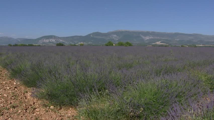 PUIMOISSON, PROVENCE, FRANCE: lavender field in rows on Plateau de Valensole - hold + pan