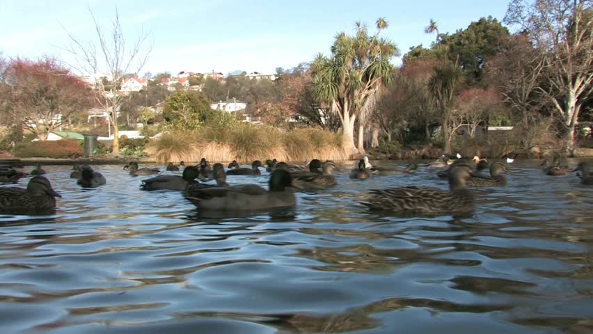 Oamaru, New Zealand. June 2012, A beautiful parkland lake with a variety of breeds of ducks in Oamaru township, South Island