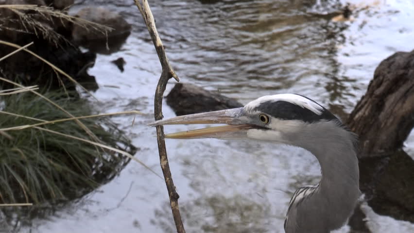 Blue heron, close up, moves around pond, reaches for tree branch with long beak. 1080p