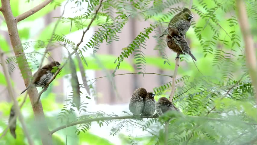 A group of scaly-breasted Munia