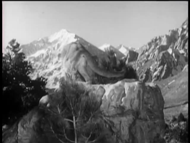 Growling cougar standing on top of rock in national park