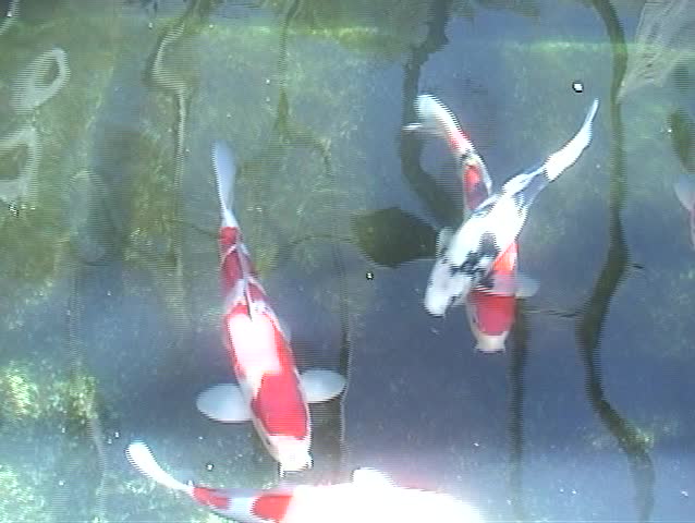 Beautiful KOI fish swim in Koi Ponds