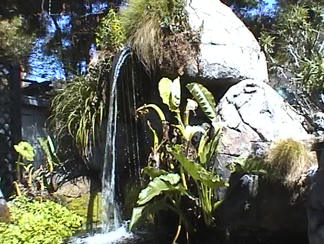 Beautiful KOI fish swim in Koi Ponds