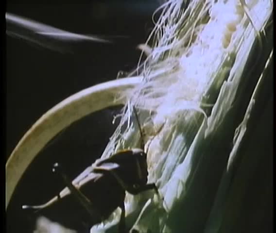 Montage of locust devouring corn crop in field