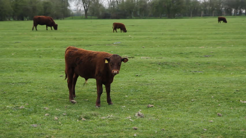 Calf.
Calf in field with cows in the background. Cambridgeshire, England.
