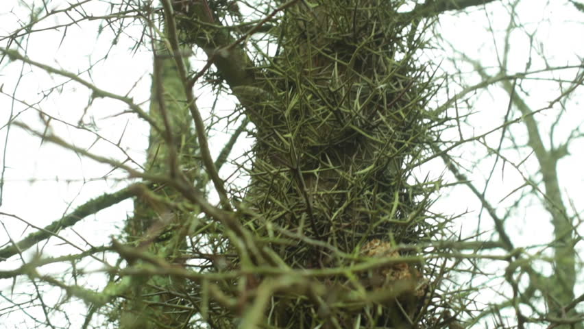 honey locust, thorny plant
