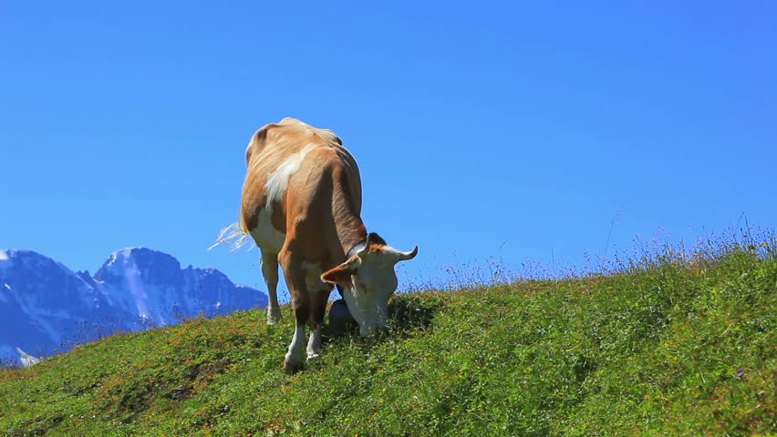 Cow on pasture.
