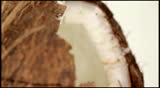 Coconut