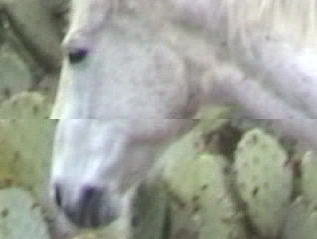 a beautiful white horse stands between two cactus bushes