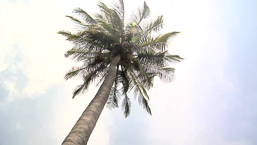 Palm Trees on Ao Loh Da Lam Beach