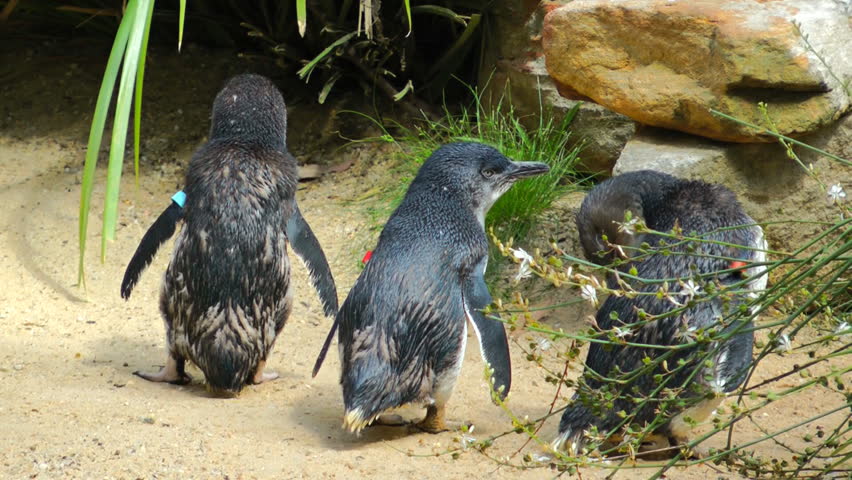 Three little fairy penguins looking alert. Back towards the camera