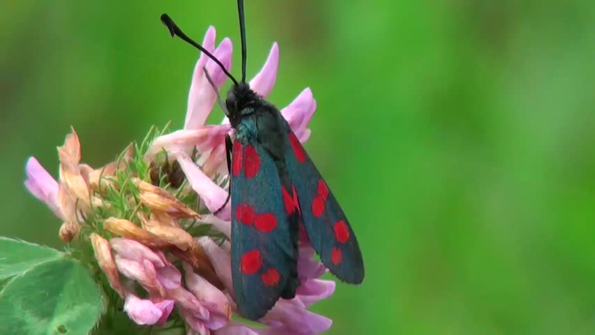 close-up beautiful gray moth with red spots