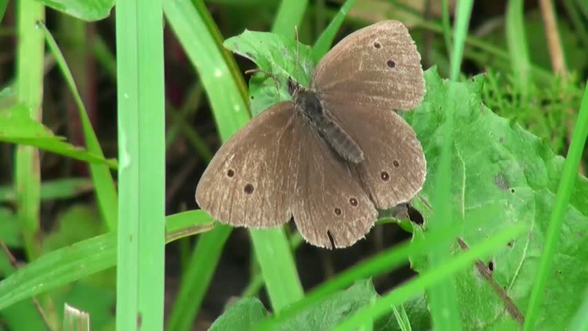 butterfly with open wings