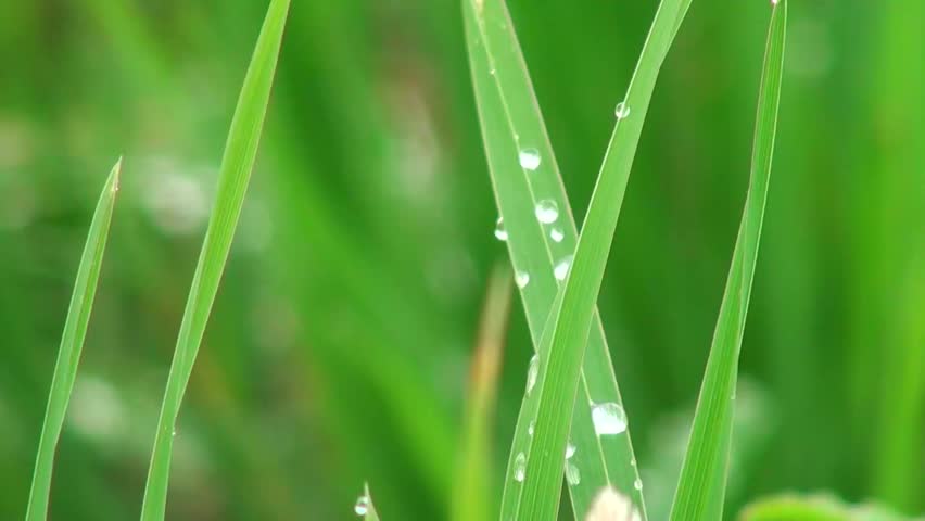 drops of dew on a blade of grass