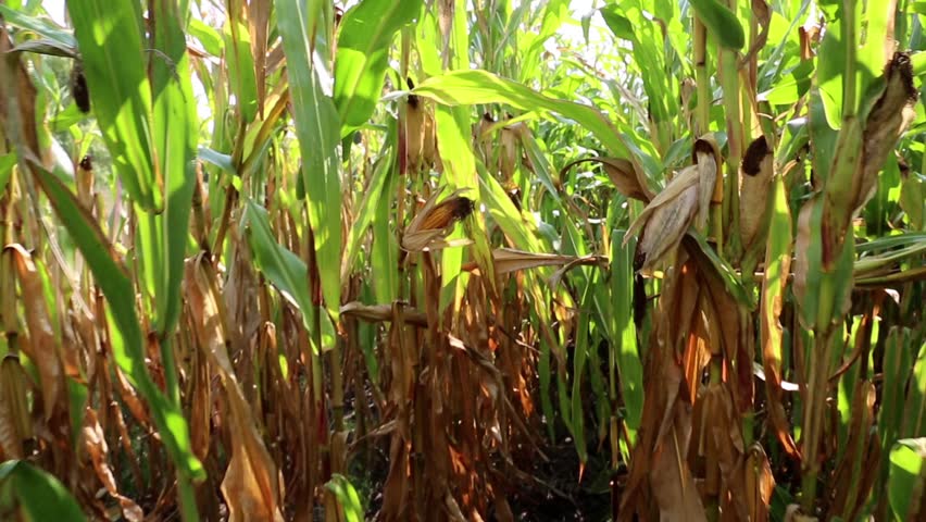Yellow ripe corn cob in cornfield